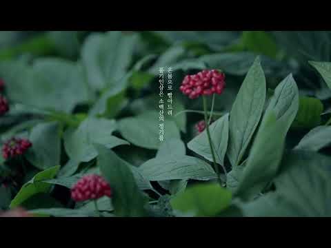 소백산이 선물한 영주풍기인삼