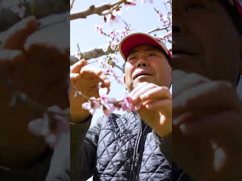 [영주시 월간 농산물_순흥 복숭아편]